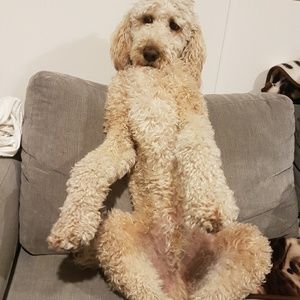 Meet your Posher, Steve